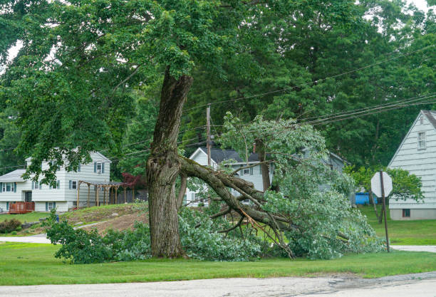 Professional  Tree Services in Rocky Point, NC